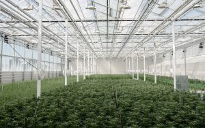 Aurora supplies first medical cannabis flower to French pilot