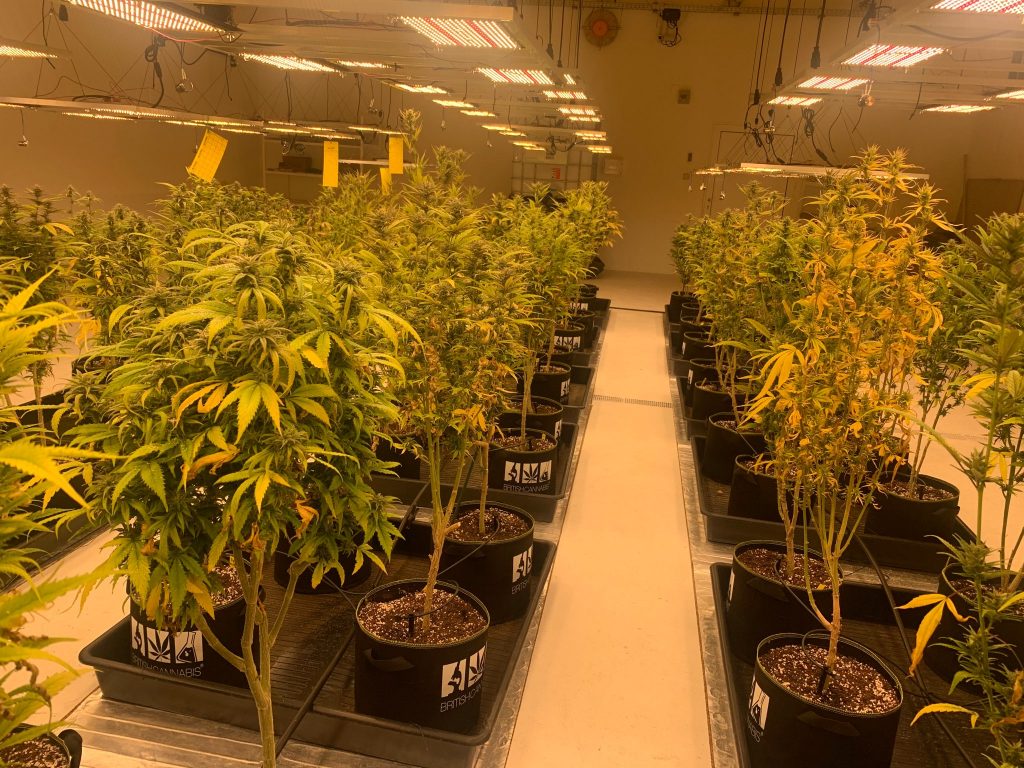 British cannabis group: A room of cannabis plants in rows under artifcial yellow lighting