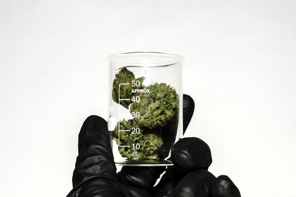 Medical cannabis prescriptions: A hand in a black rubber glove holds a small glass jar of cannabis flower