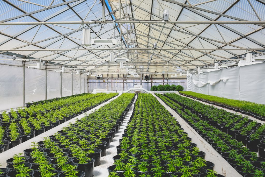 London: Rows of cannabis plants in a warehouse