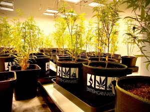 British cannabis: A row of cannabis plants in black pots with the British cannabis group pots