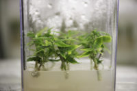 TissueCulture FRB8381web