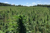 Hemp textiles made in US will take time experts say