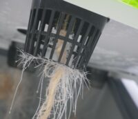 Healthy Roots Reach For Water