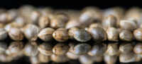 canna seeds