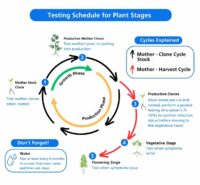 Figure4.Cyclic Testing Schedule