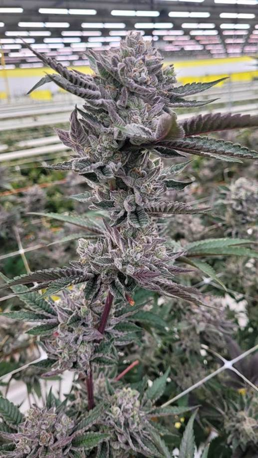 khiron BIC – flower