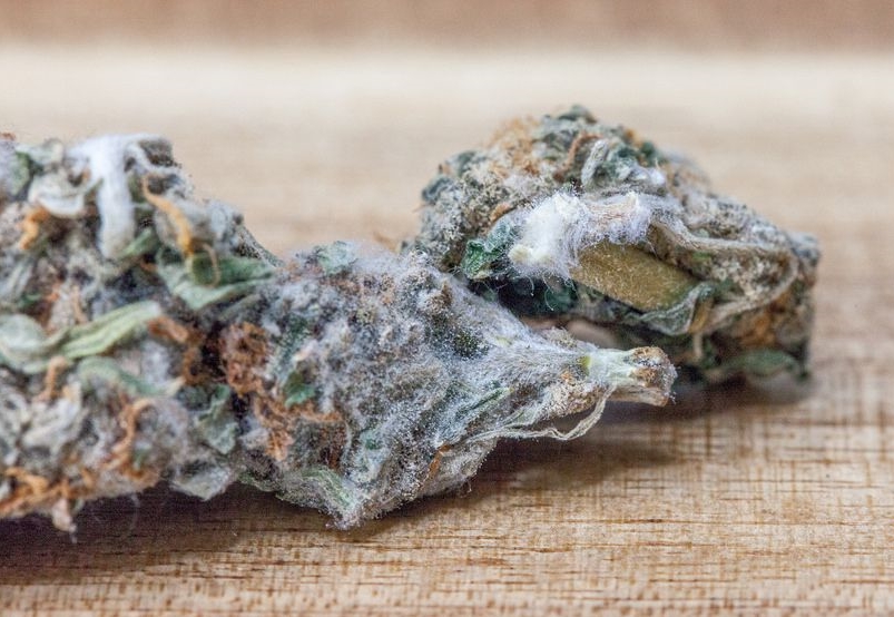 Mold in medical cannabis flower