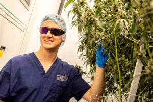 Dalgety Ships First Medical-Grade Cannabis Flower in Milestone for UK Industry